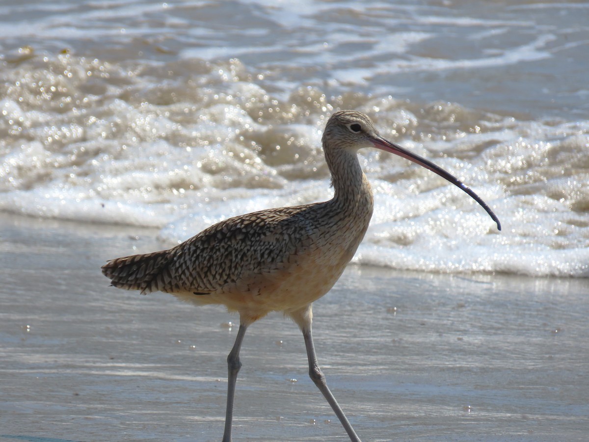 Long-billed Curlew - ML620614476