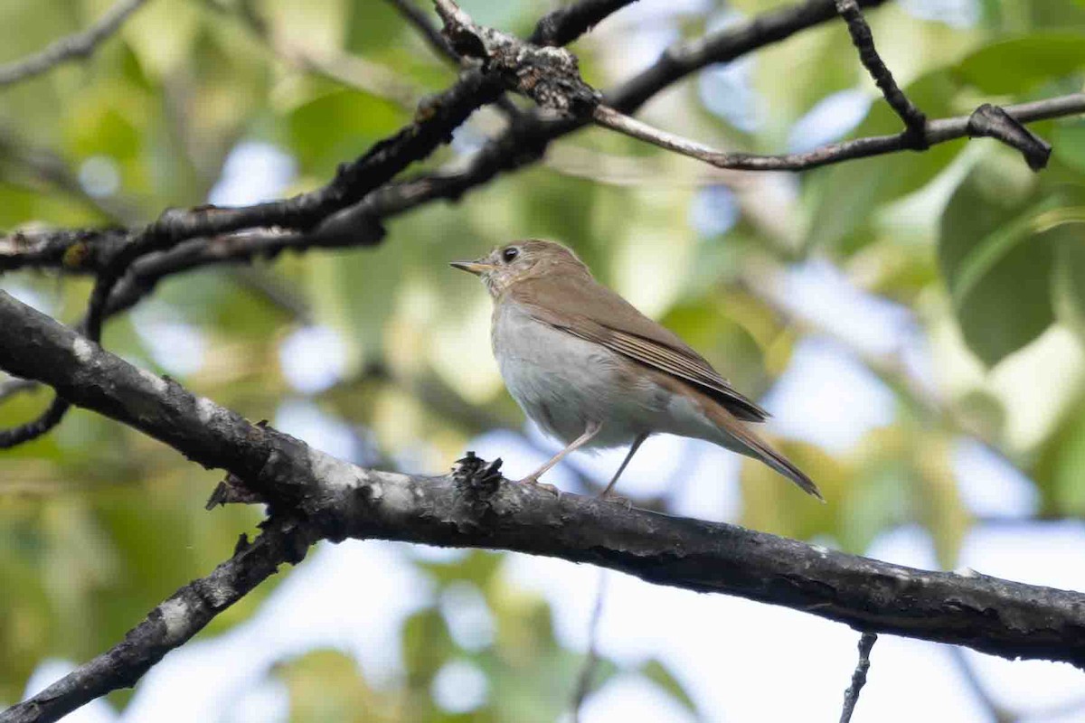 Veery - ML620614477