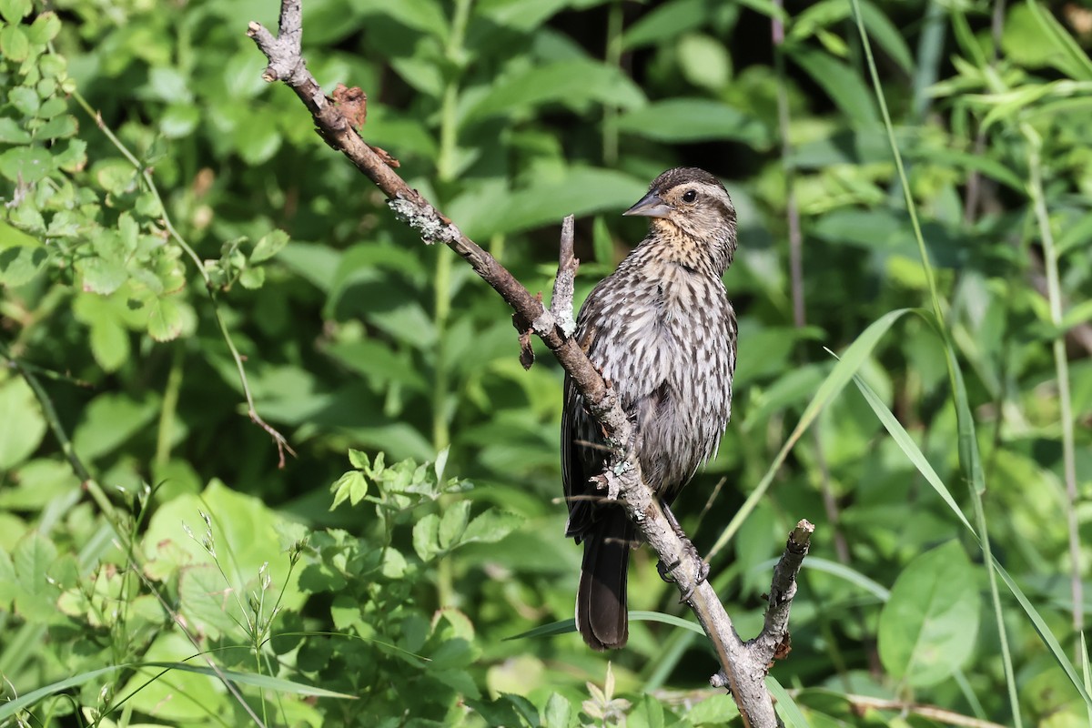 Red-winged Blackbird - ML620614478