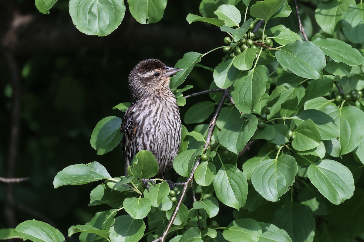 Red-winged Blackbird - ML620614479