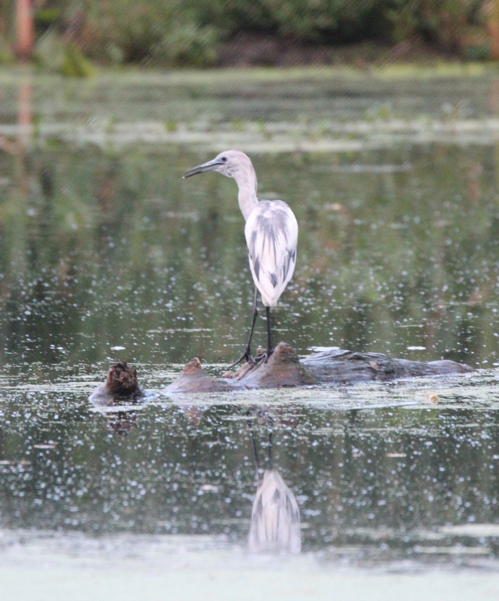 Little Blue Heron - ML620614482