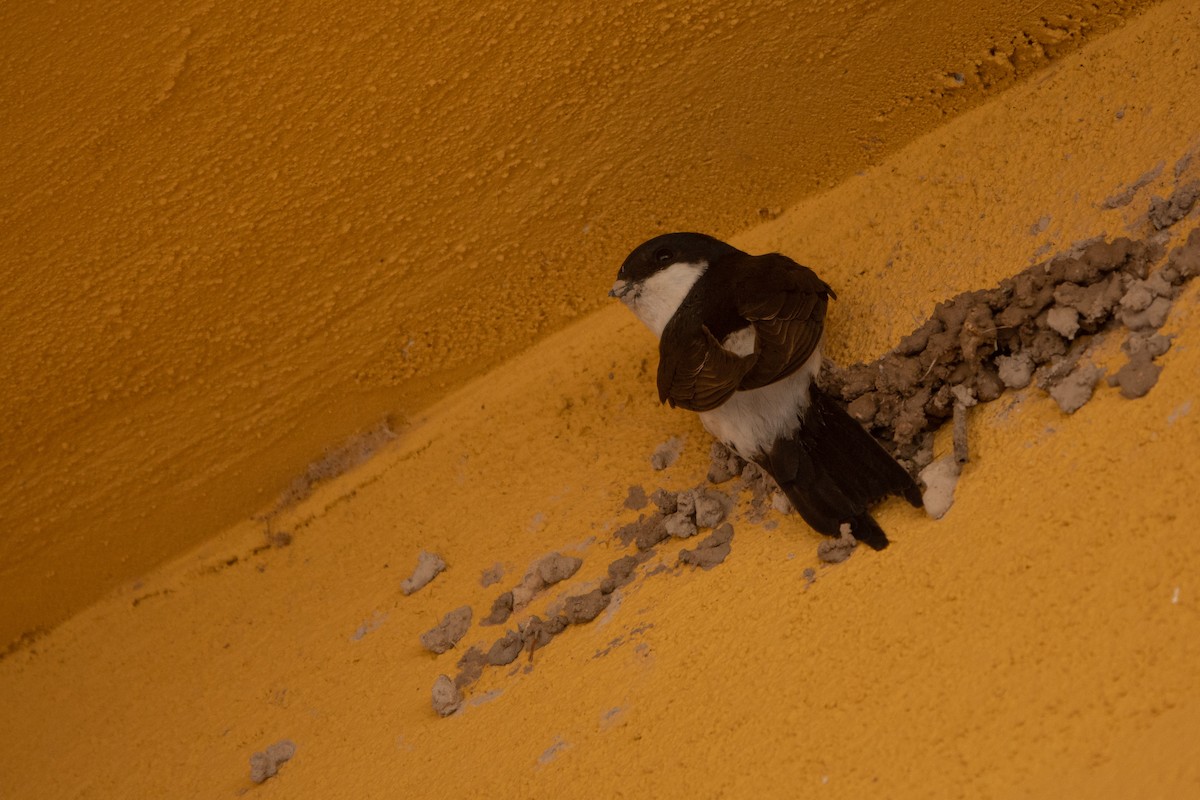 Western House-Martin - ML620614485