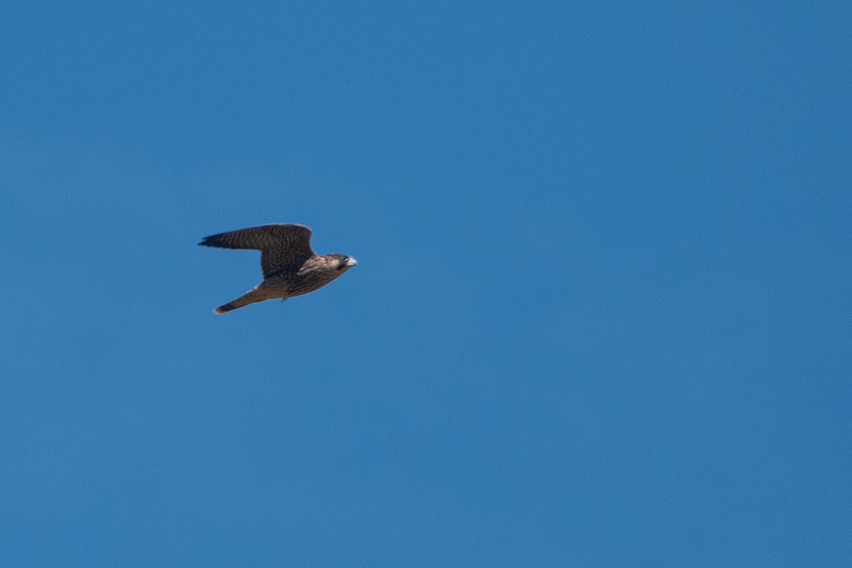 Peregrine Falcon - Vicente Pantoja Maggi