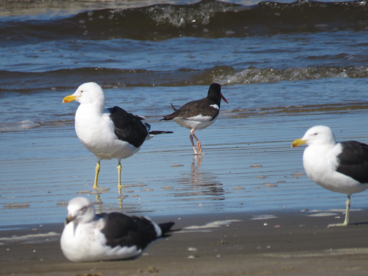 Kelp Gull - ML620614496