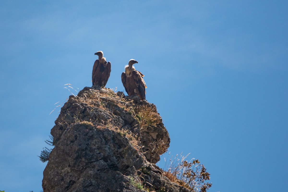 Eurasian Griffon - ML620614497