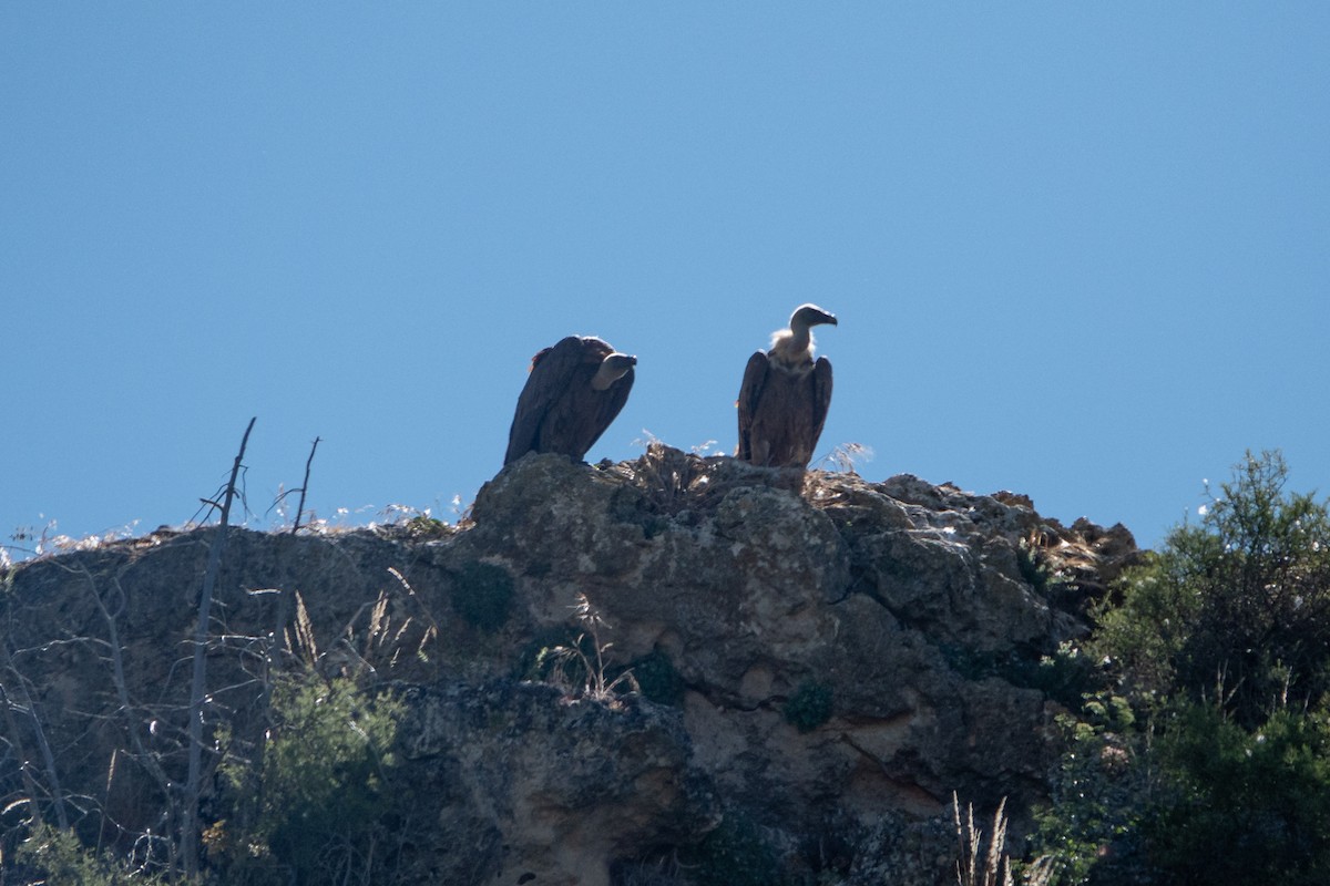 Eurasian Griffon - Vicente Pantoja Maggi