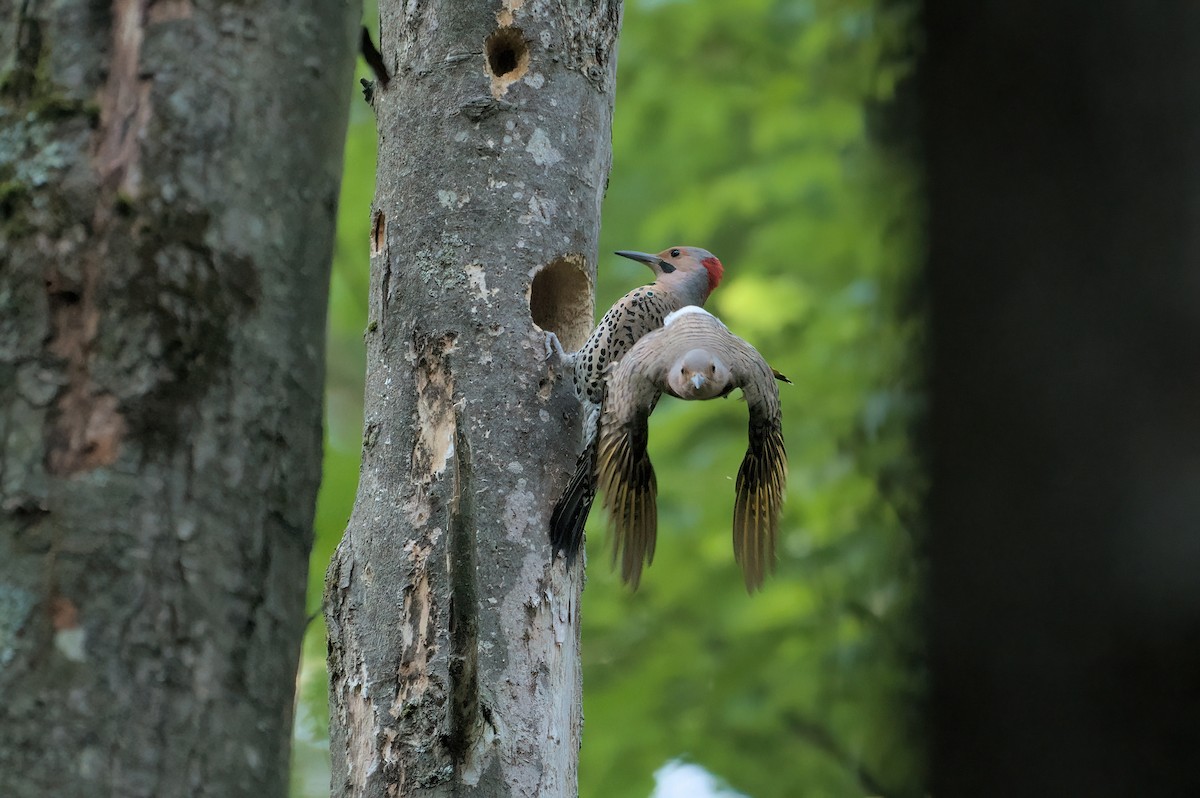 Northern Flicker - ML620614501