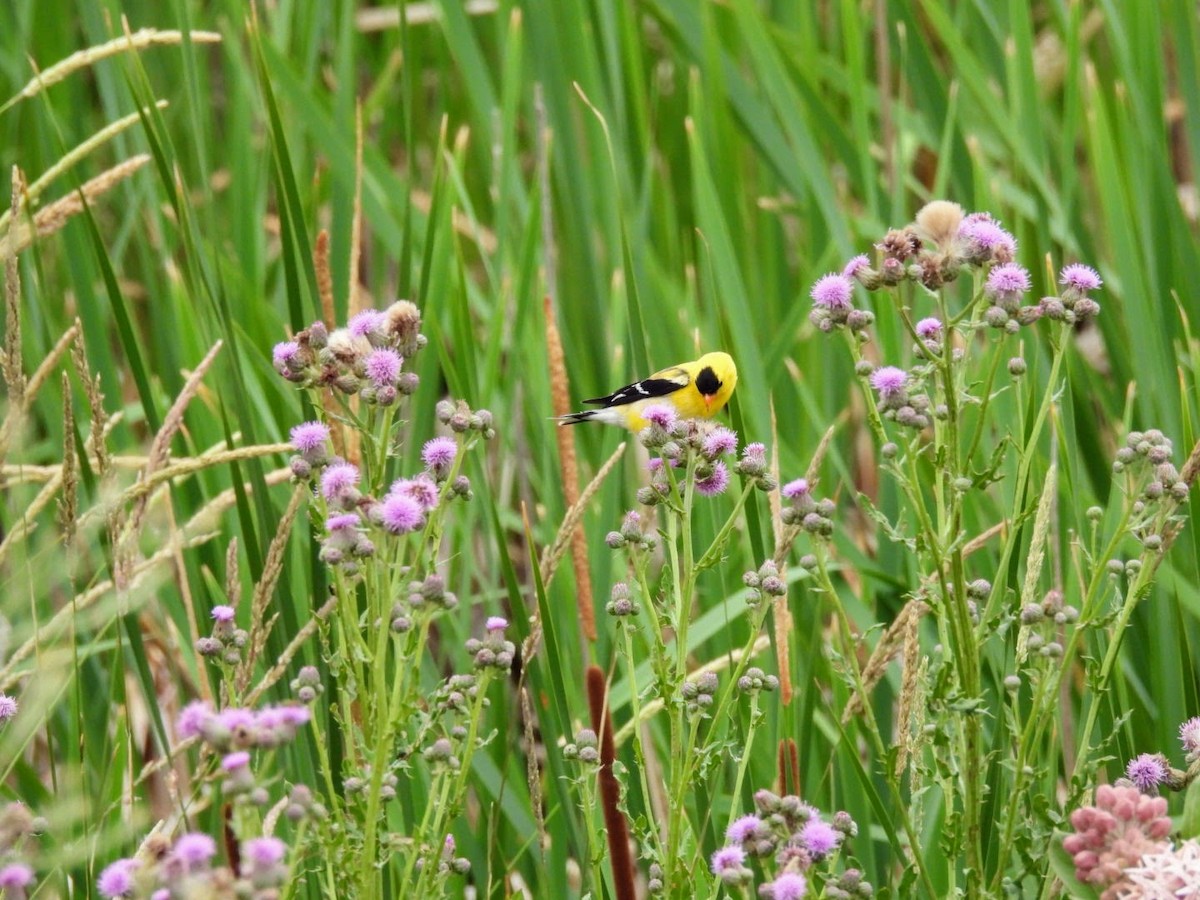 American Goldfinch - patricia kuzma sell