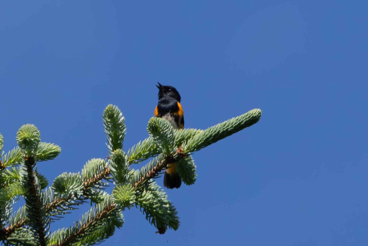 American Redstart - ML620614504