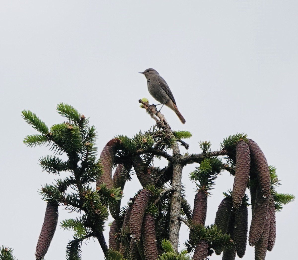 Black Redstart - ML620614506