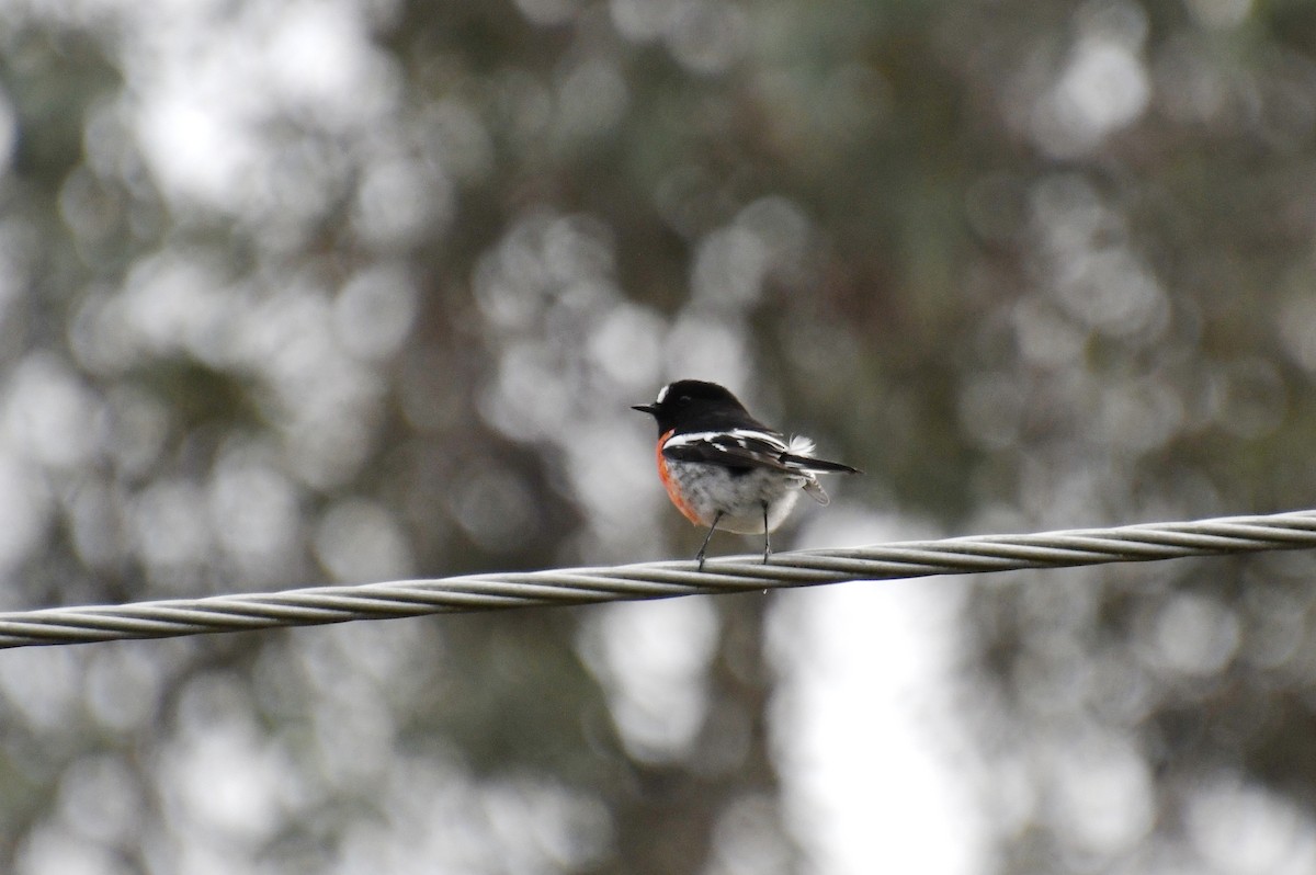 Scarlet Robin - Leslie Correia