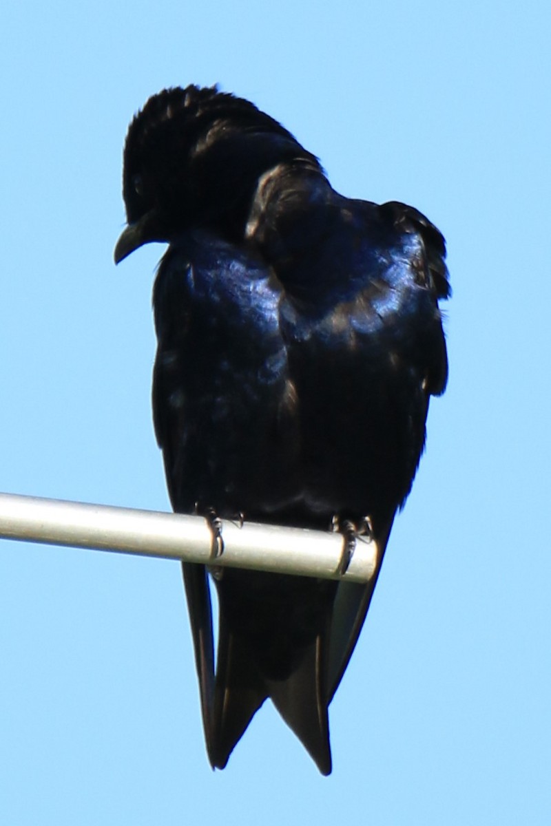 Purple Martin - ML620614514