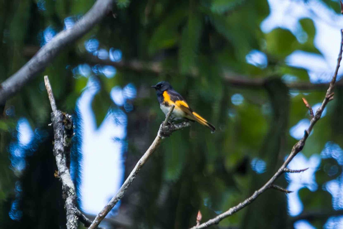 American Redstart - ML620614516