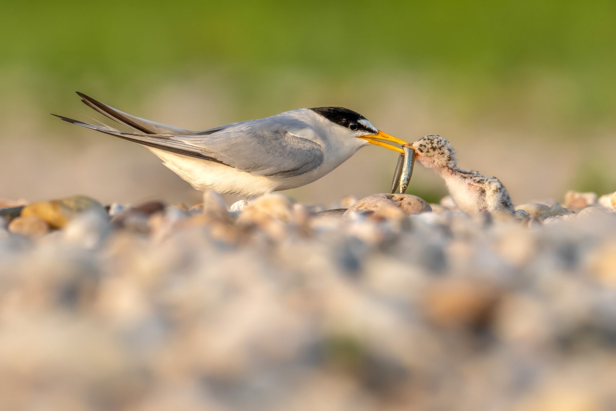 Least Tern - ML620614517