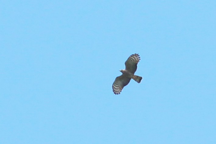 Hook-billed Kite - ML620614523