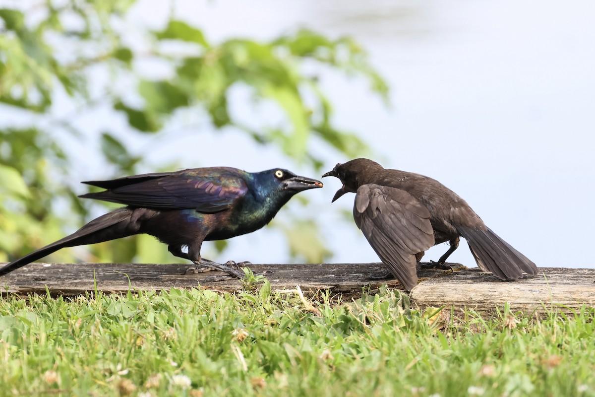 Common Grackle - ML620614526