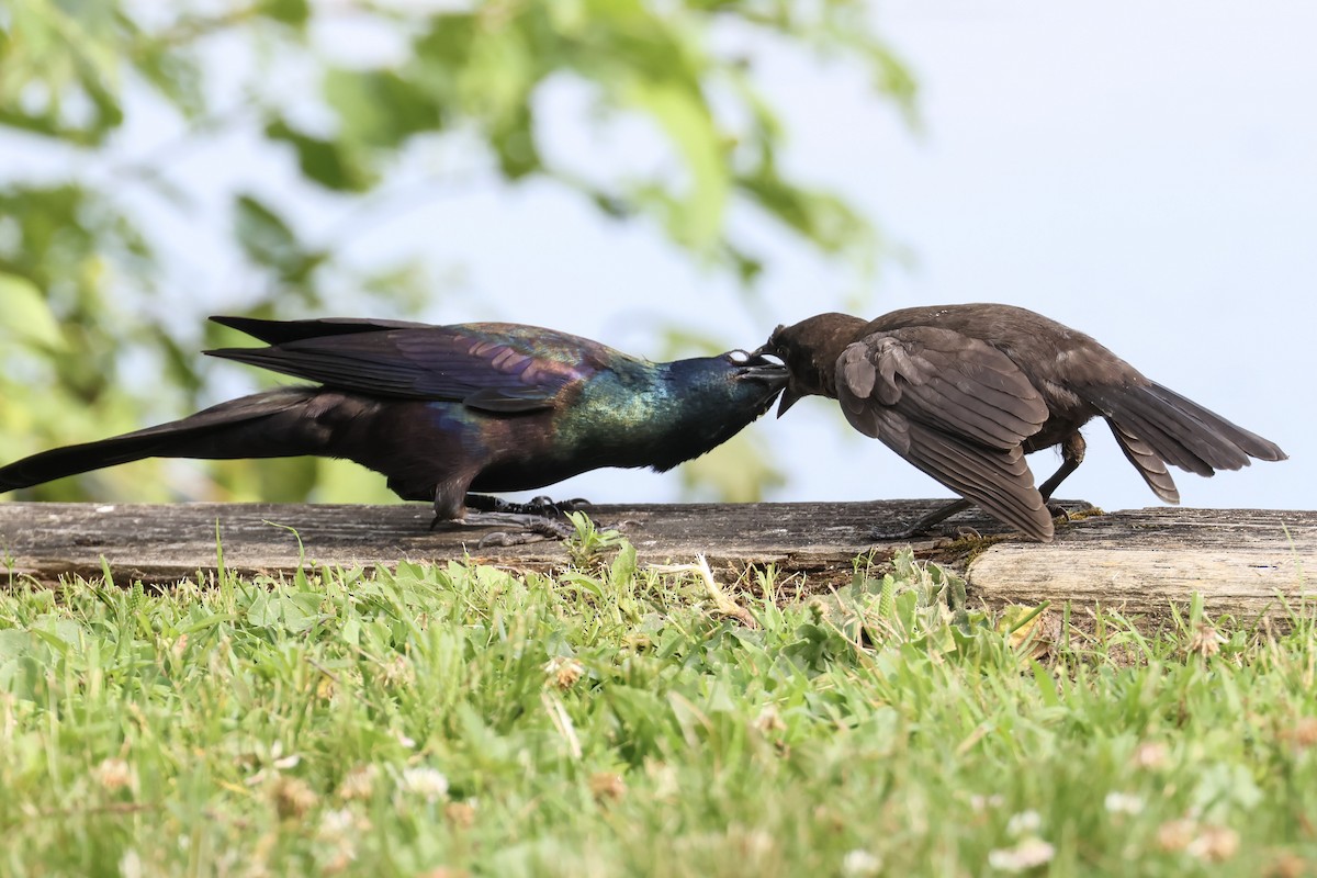 Common Grackle - ML620614527