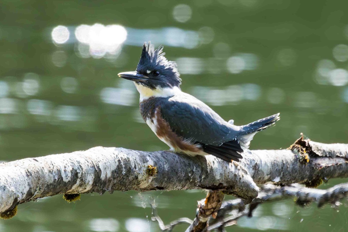 Belted Kingfisher - ML620614531