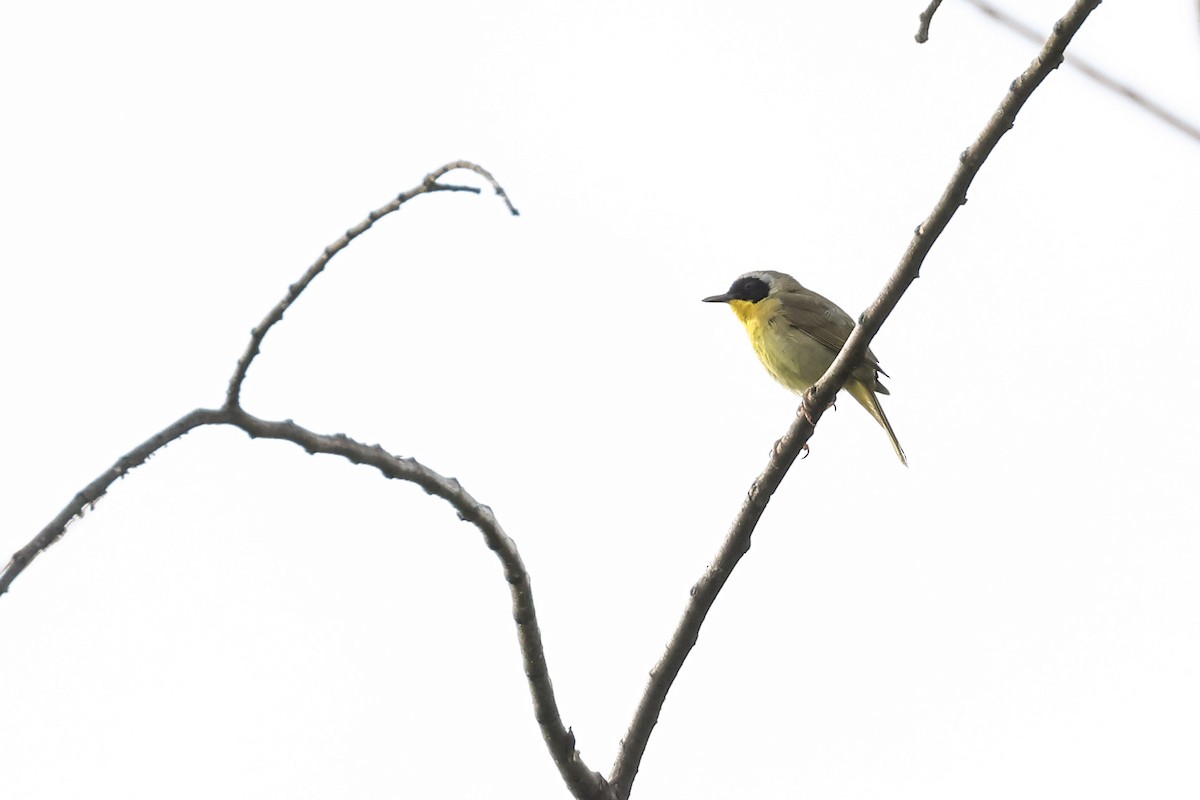 Common Yellowthroat - ML620614532