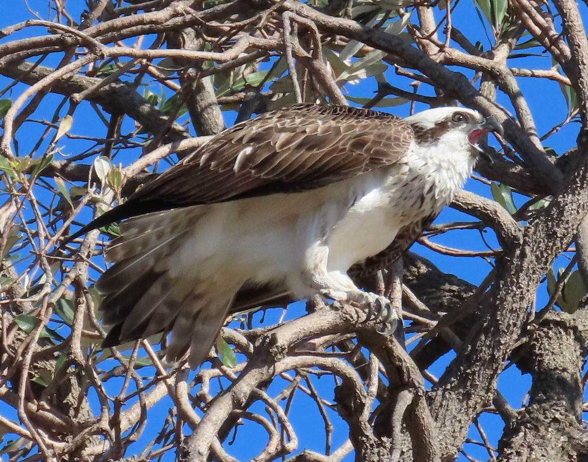 Águila Pescadora (Australia) - ML620614535