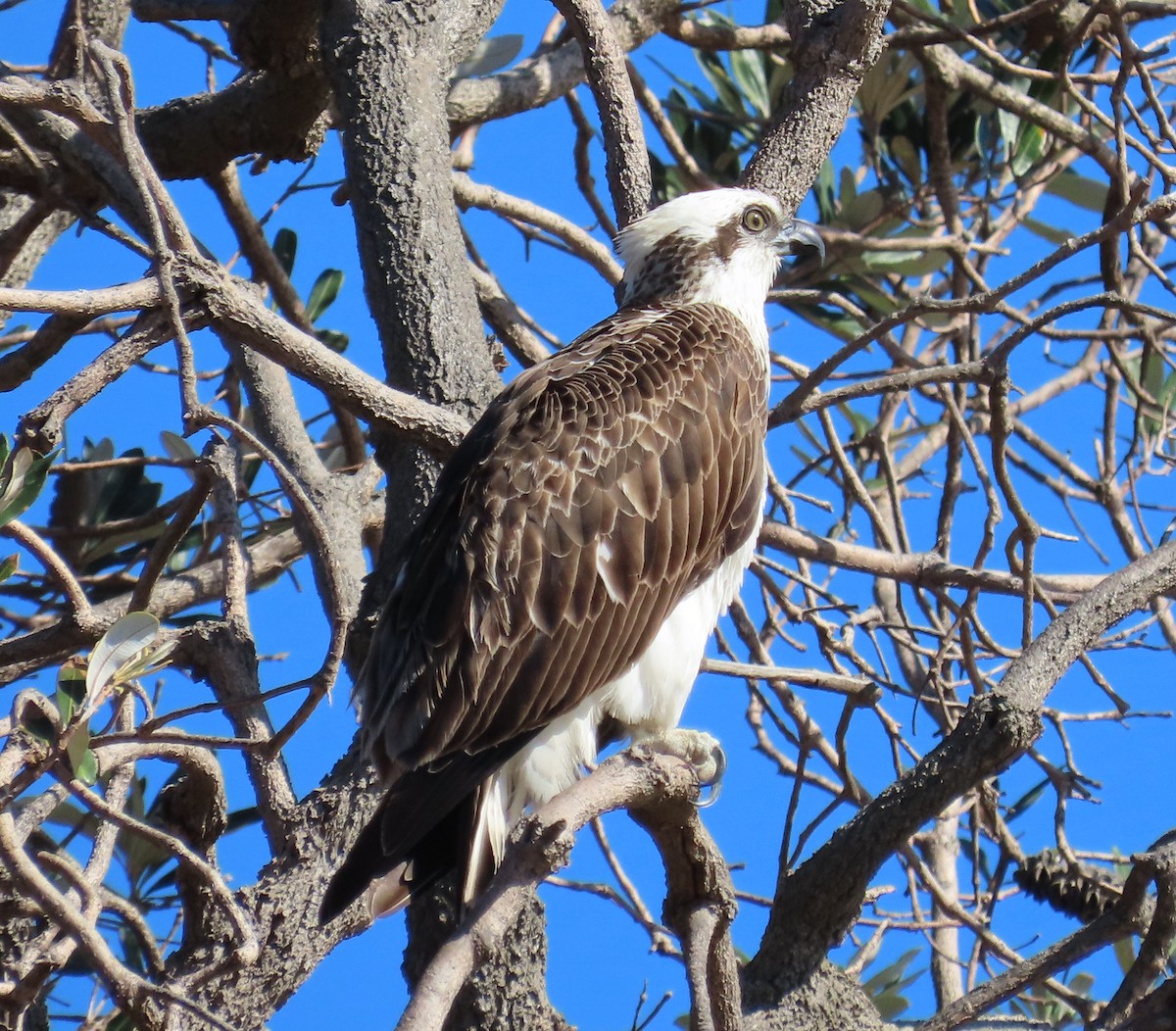 Osprey (Australasian) - ML620614536