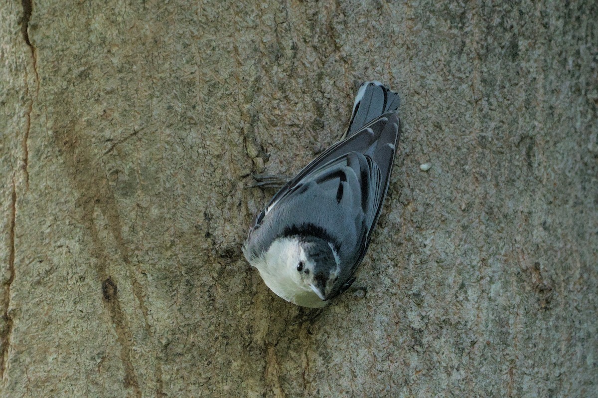 White-breasted Nuthatch - ML620614537