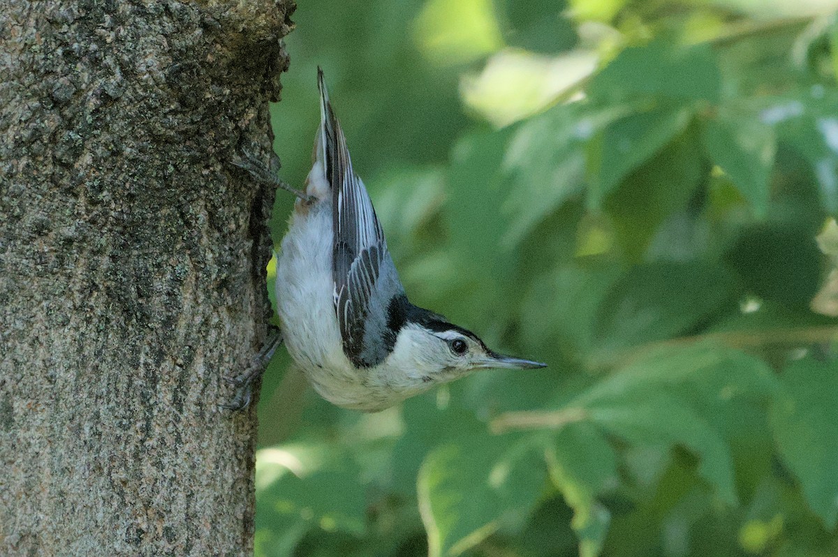 White-breasted Nuthatch - ML620614538