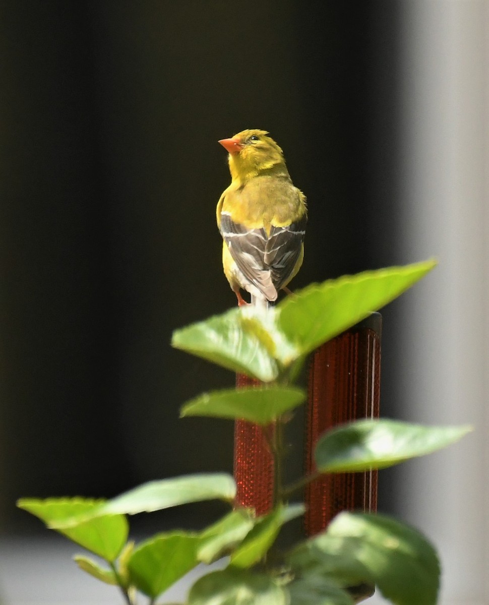 American Goldfinch - ML620614540