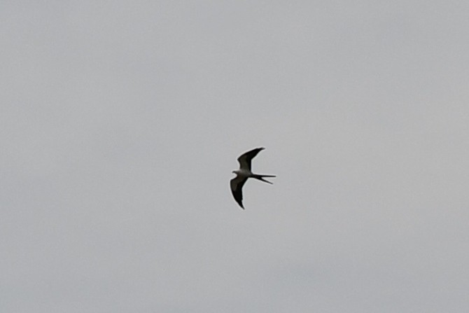 Swallow-tailed Kite - ML620614544