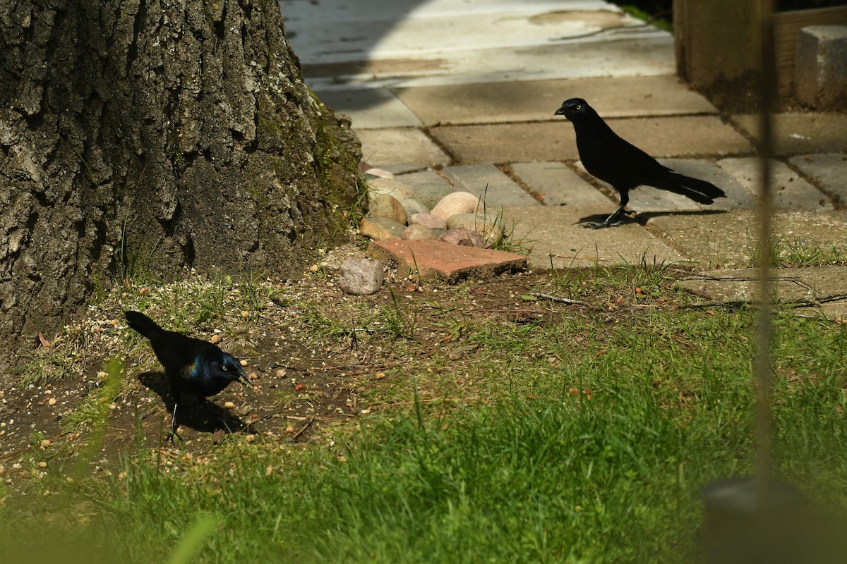 Common Grackle - ML620614550