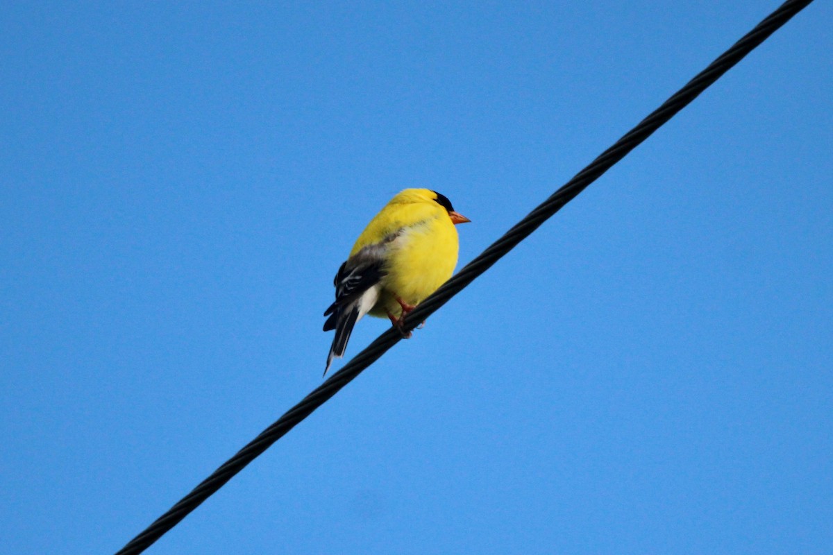 Chardonneret jaune - ML620614556