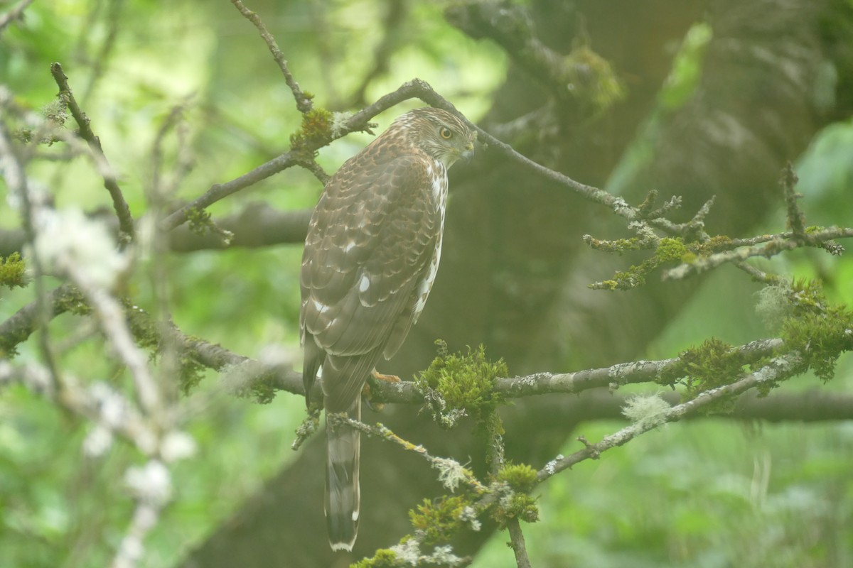 Cooper's Hawk - ML620614557