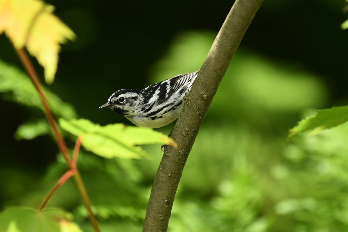 Black-and-white Warbler - ML620614562