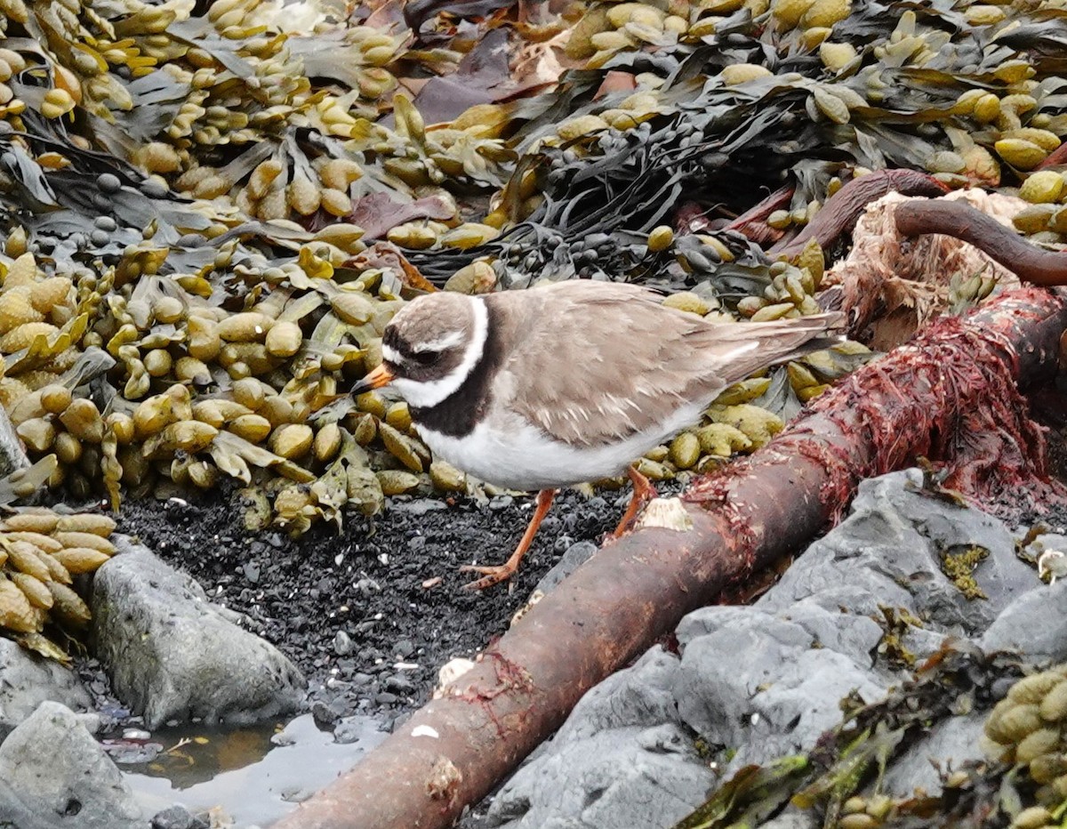 Common Ringed Plover - ML620614563