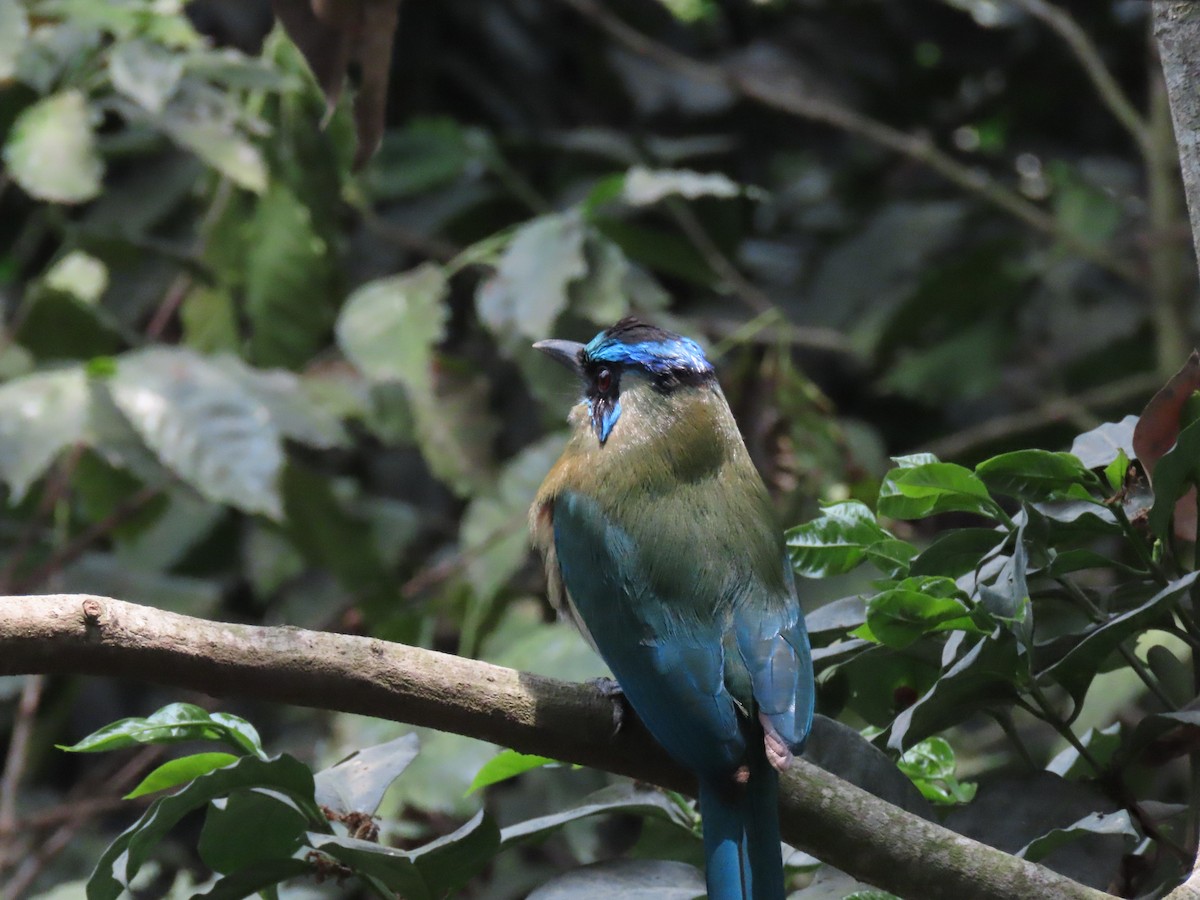 diademmotmot - ML620614564