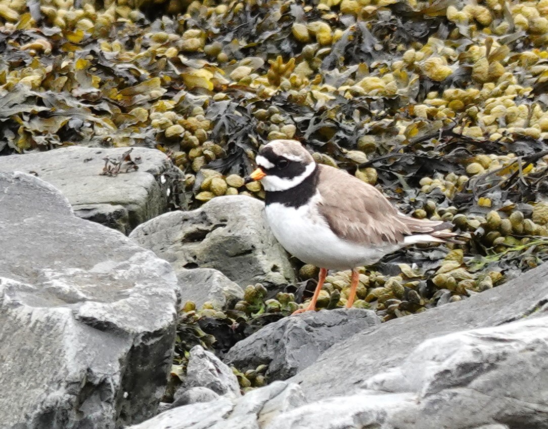 Common Ringed Plover - ML620614568