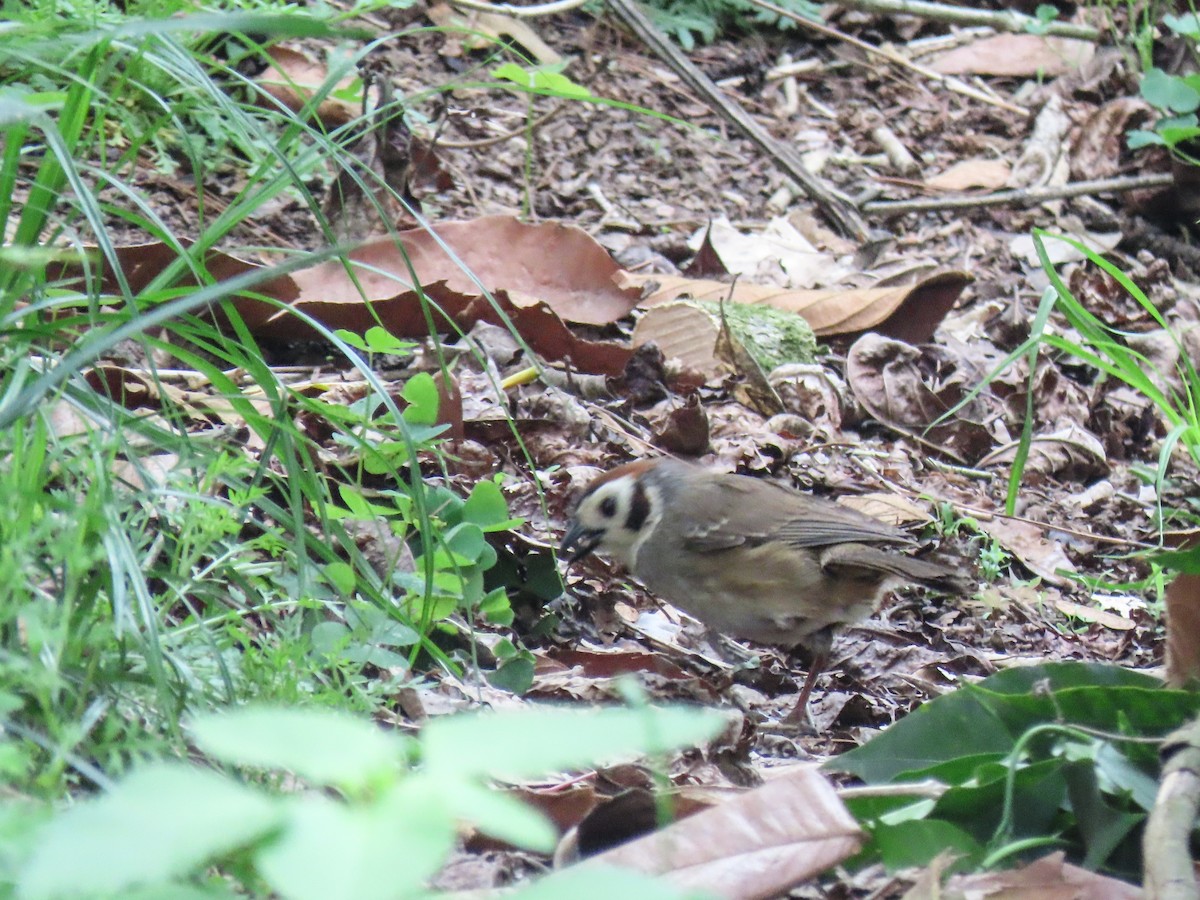 White-faced Ground-Sparrow - ML620614569