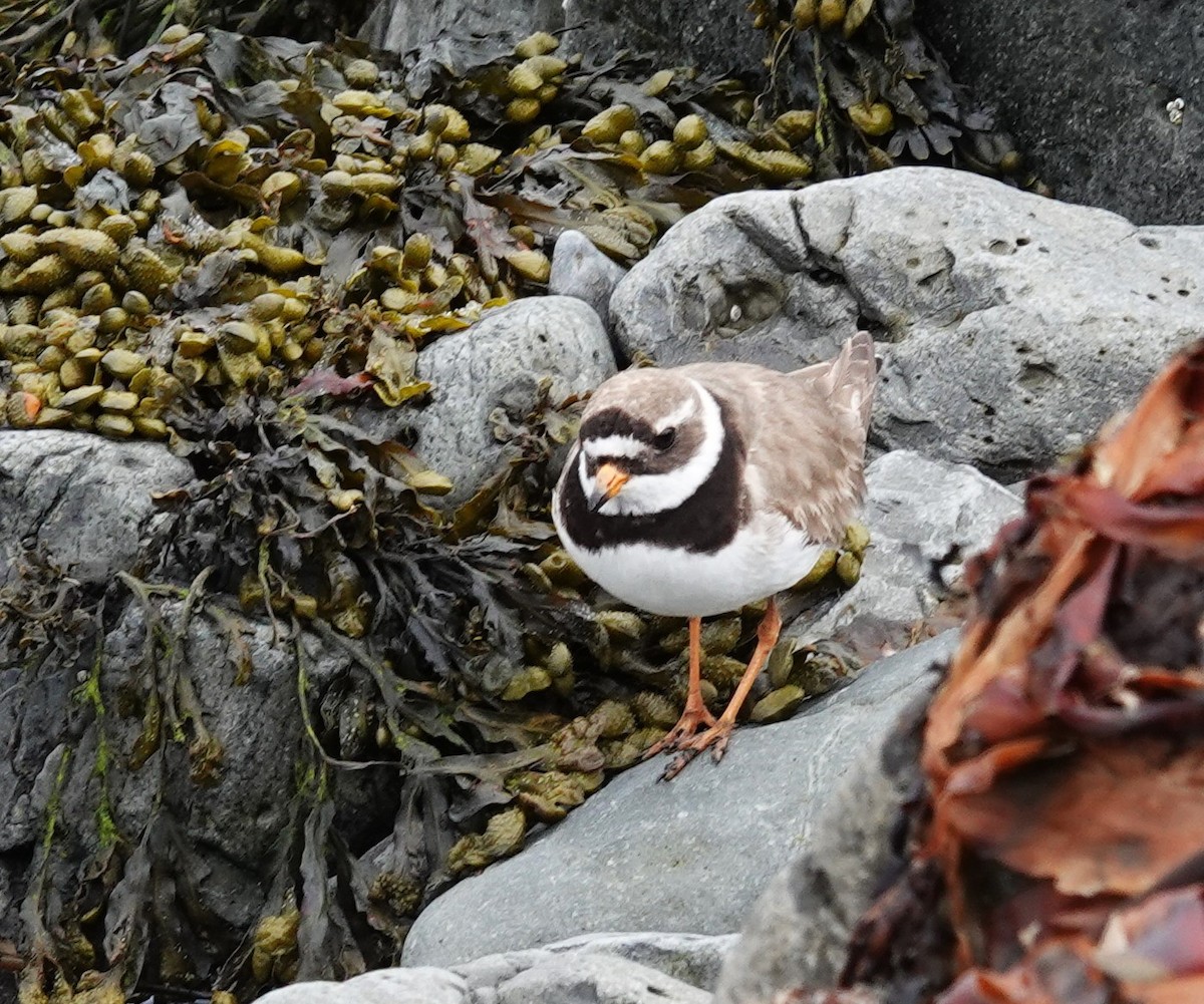 Common Ringed Plover - ML620614573