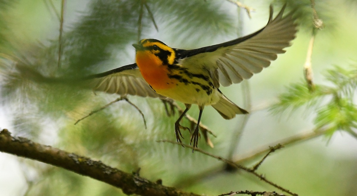 Blackburnian Warbler - ML620614580