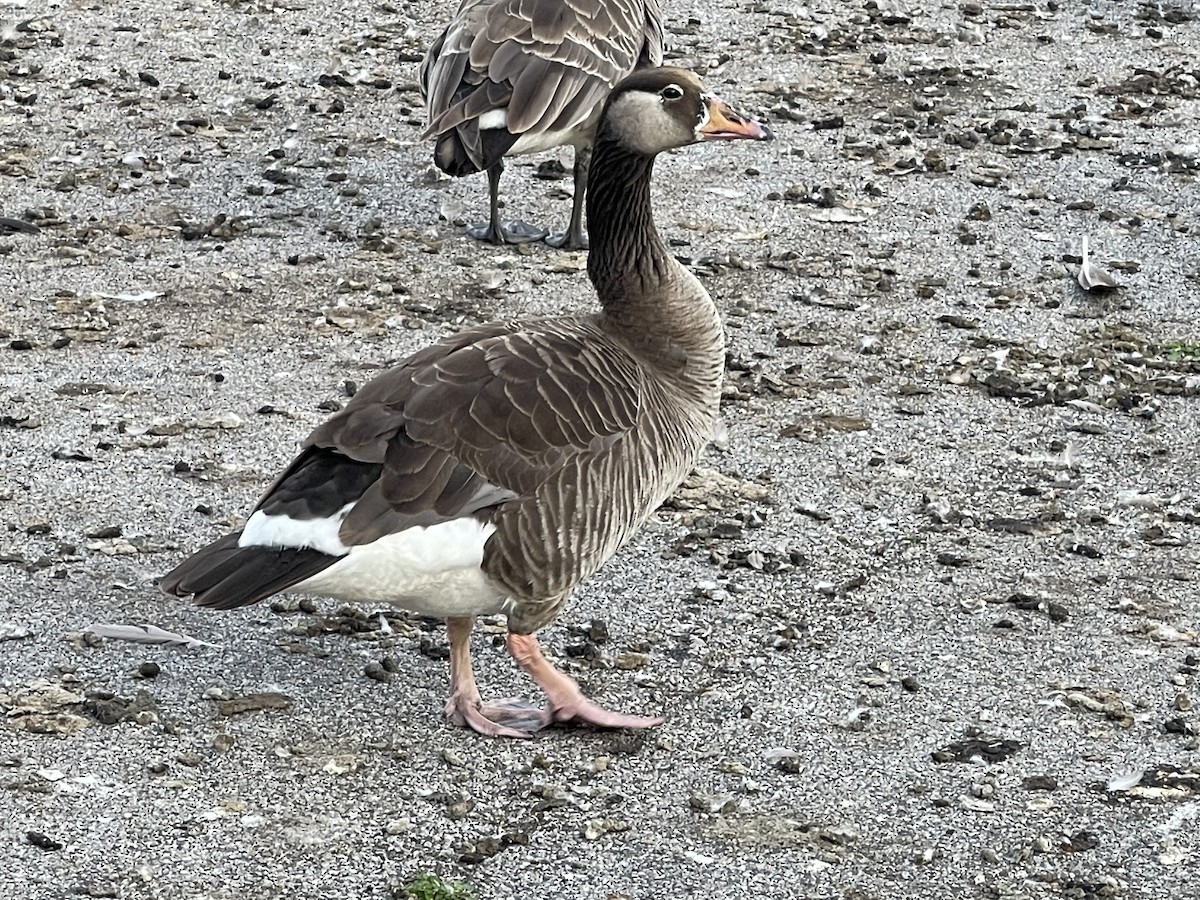 Graylag x Canada Goose (hybrid) - ML620614584