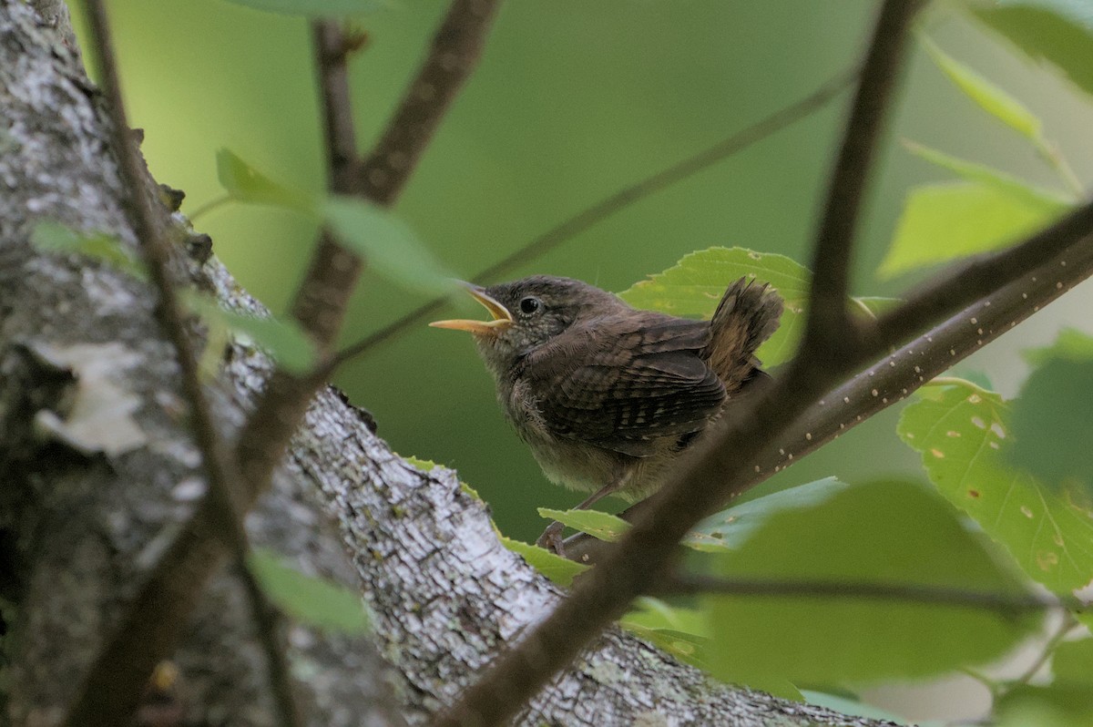 House Wren - ML620614585