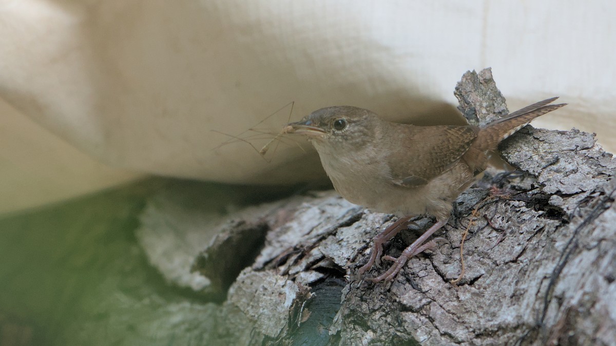 House Wren - ML620614586