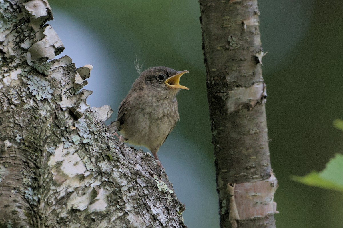 House Wren - ML620614587