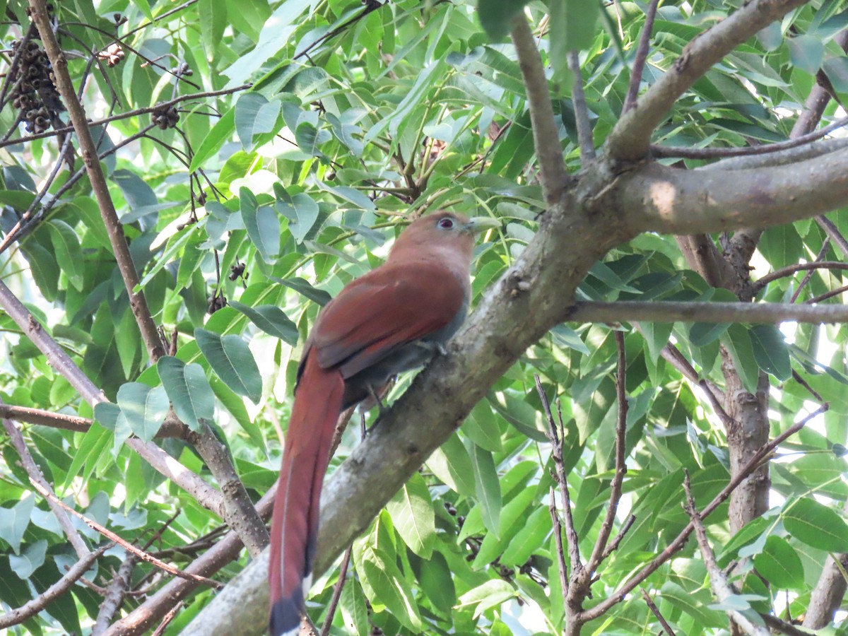 Squirrel Cuckoo - ML620614591