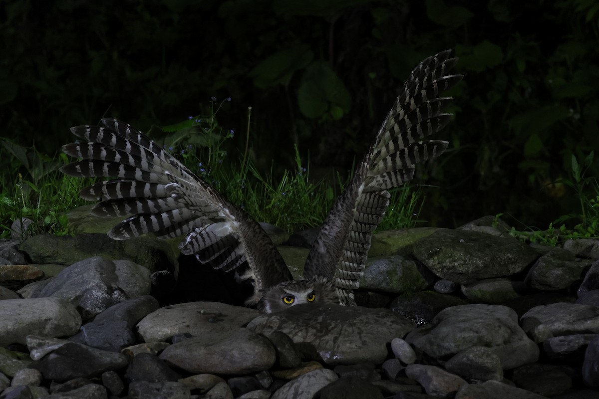 Blakiston's Fish-Owl - ML620614593