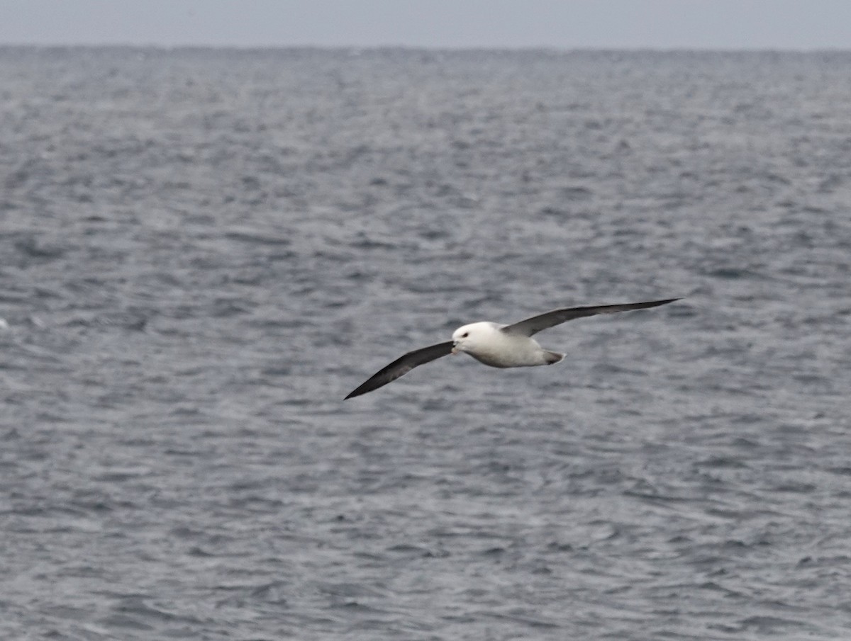 Fulmar boréal - ML620614599