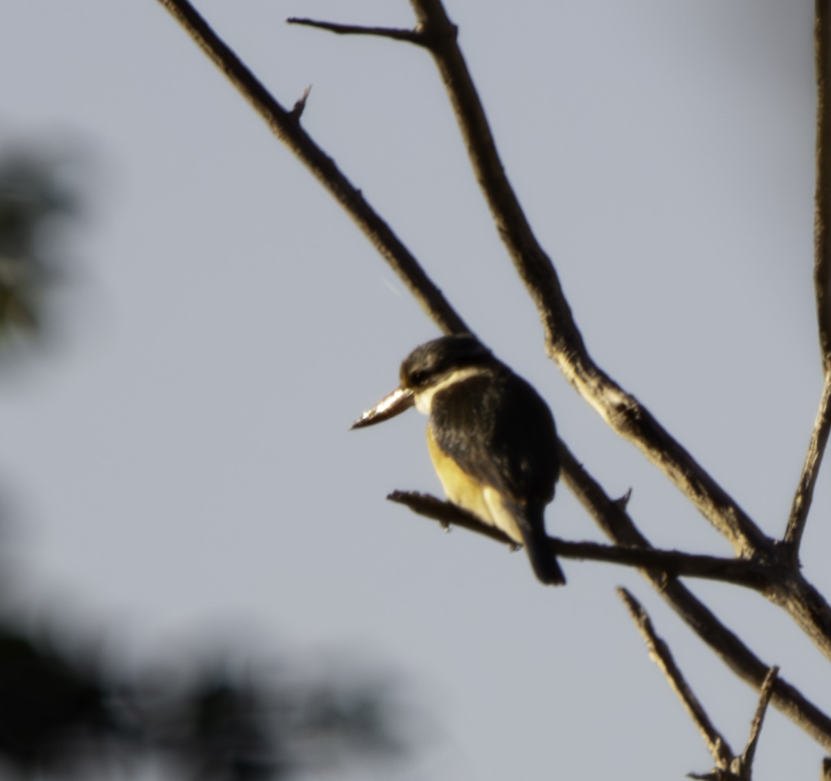 Sacred Kingfisher - ML620614600