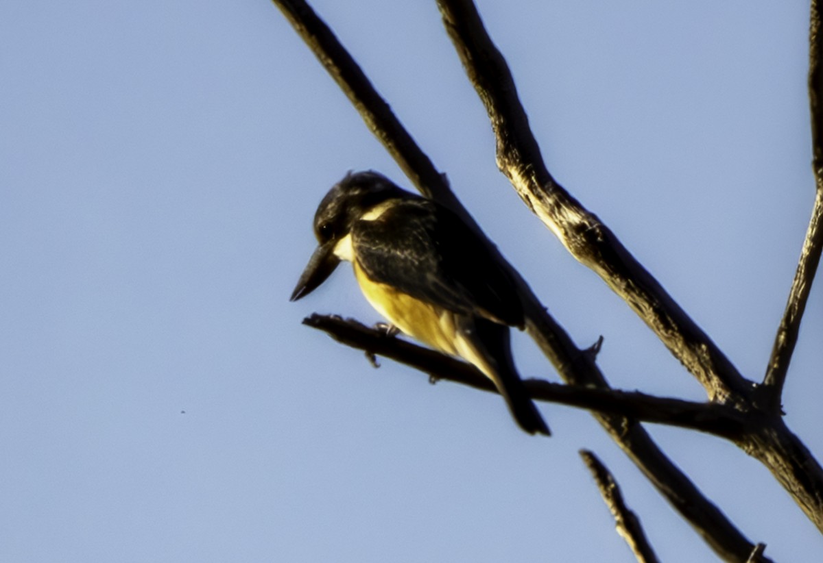 Sacred Kingfisher - ML620614602