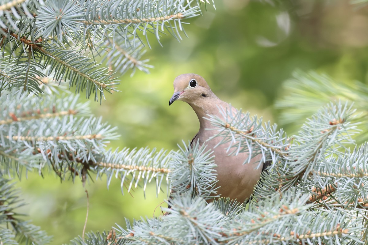 Mourning Dove - ML620614607