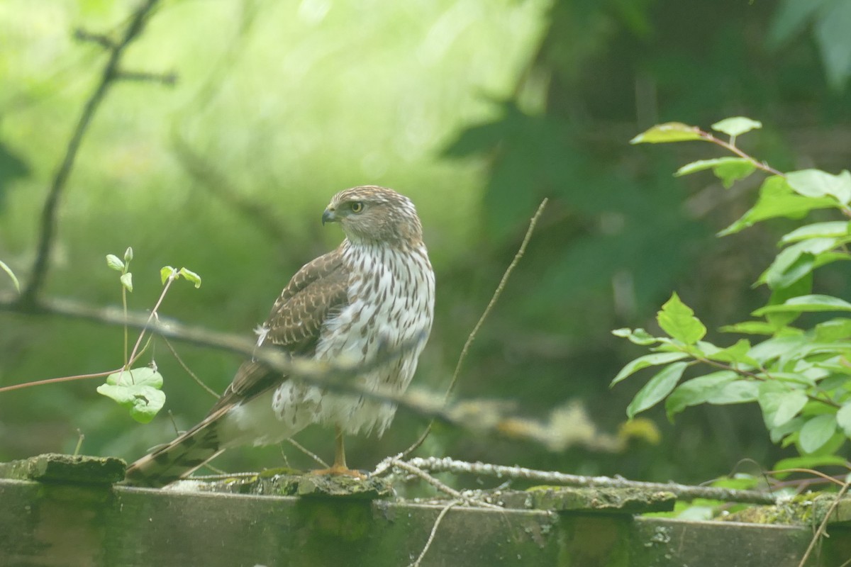 Cooper's Hawk - ML620614608